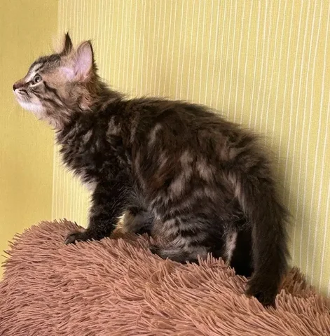 Котенок ищет дом - Потерянные животные в Химки