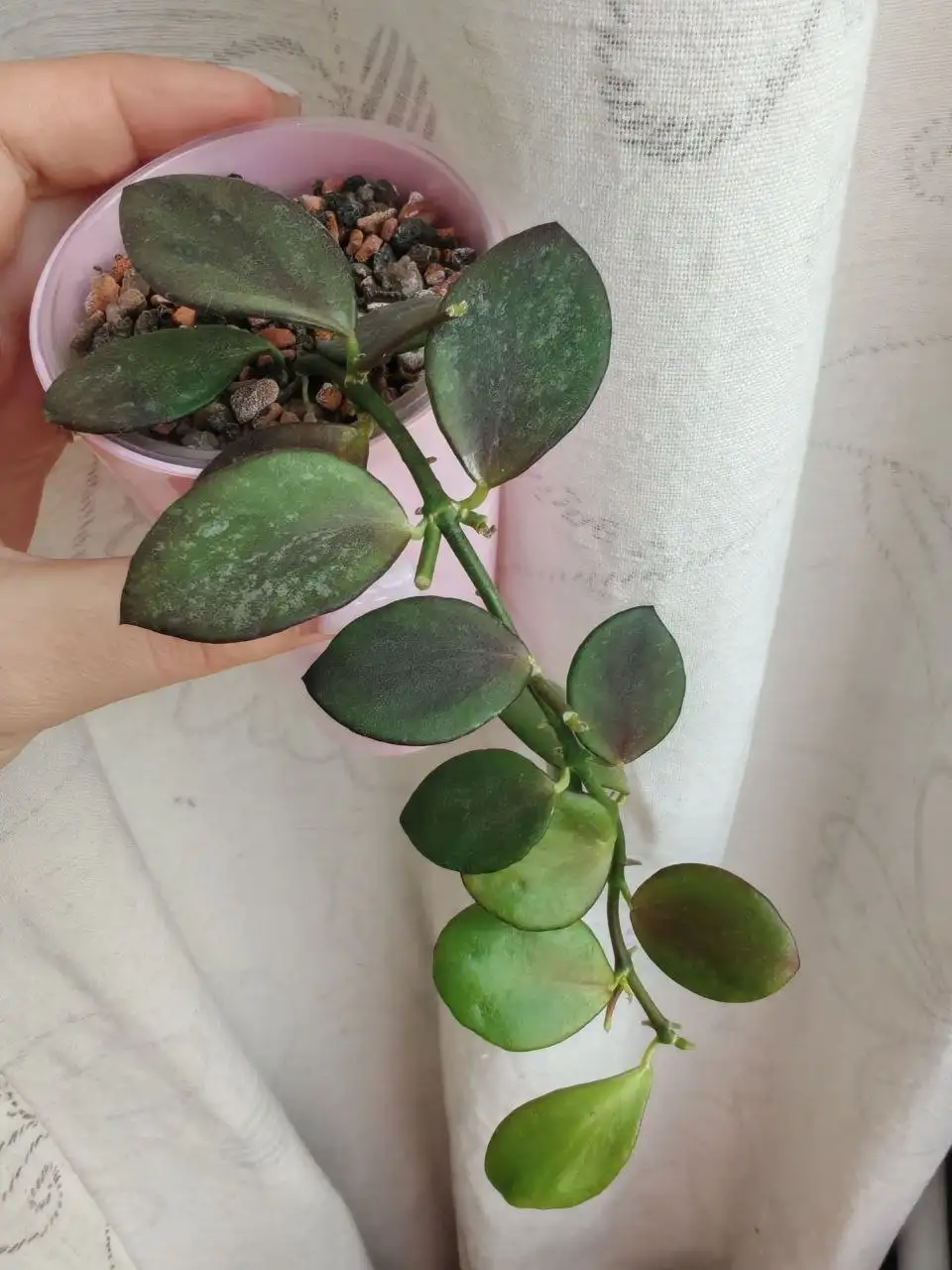 Укорененные хойи - Растения (Хобби и отдых) в Сходня