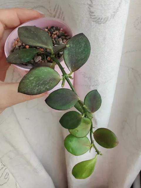 Укорененные хойи - Хобби и отдых в Сходня