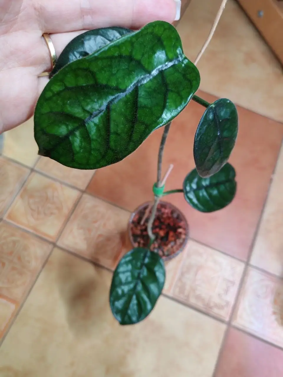 Укорененные хойи - Растения (Хобби и отдых) в Сходня