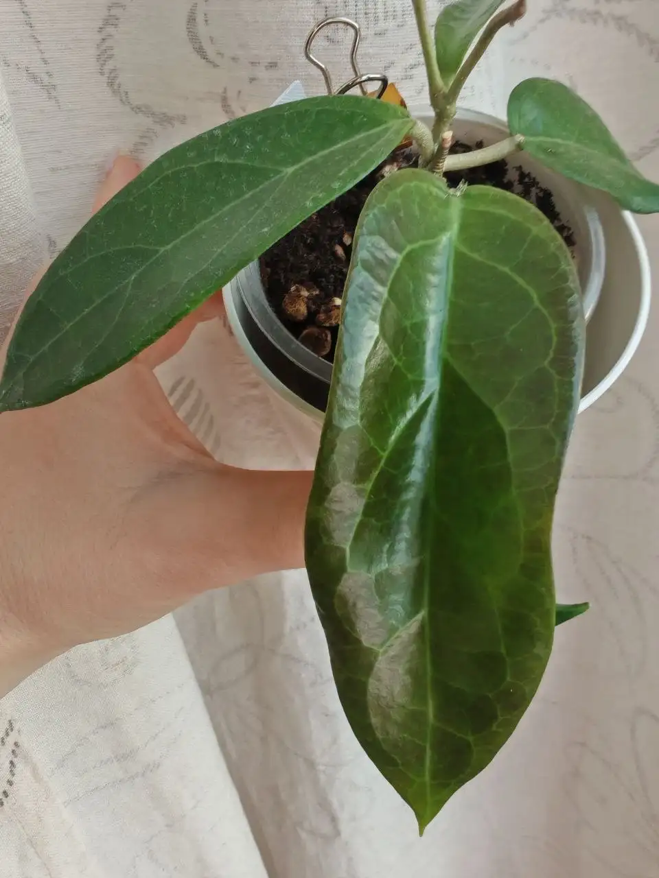 Укорененные хойи - Растения (Хобби и отдых) в Сходня