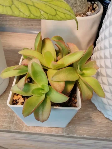 Крассула кемпфайр - частное объявление в Сходня