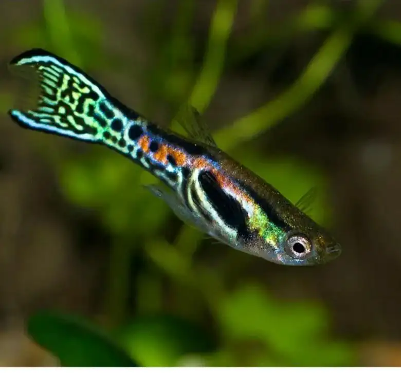 Аквариум для начинающих с дополнительным оборудованием - Аквариумистика (Хобби и отдых) в Химки