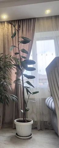 Фикус большой 2 метра - Кухонная утварь в Химки