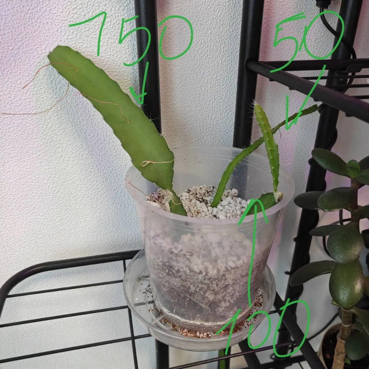 Лесной кактус с корнями - Растения (Хобби и отдых) в Химки