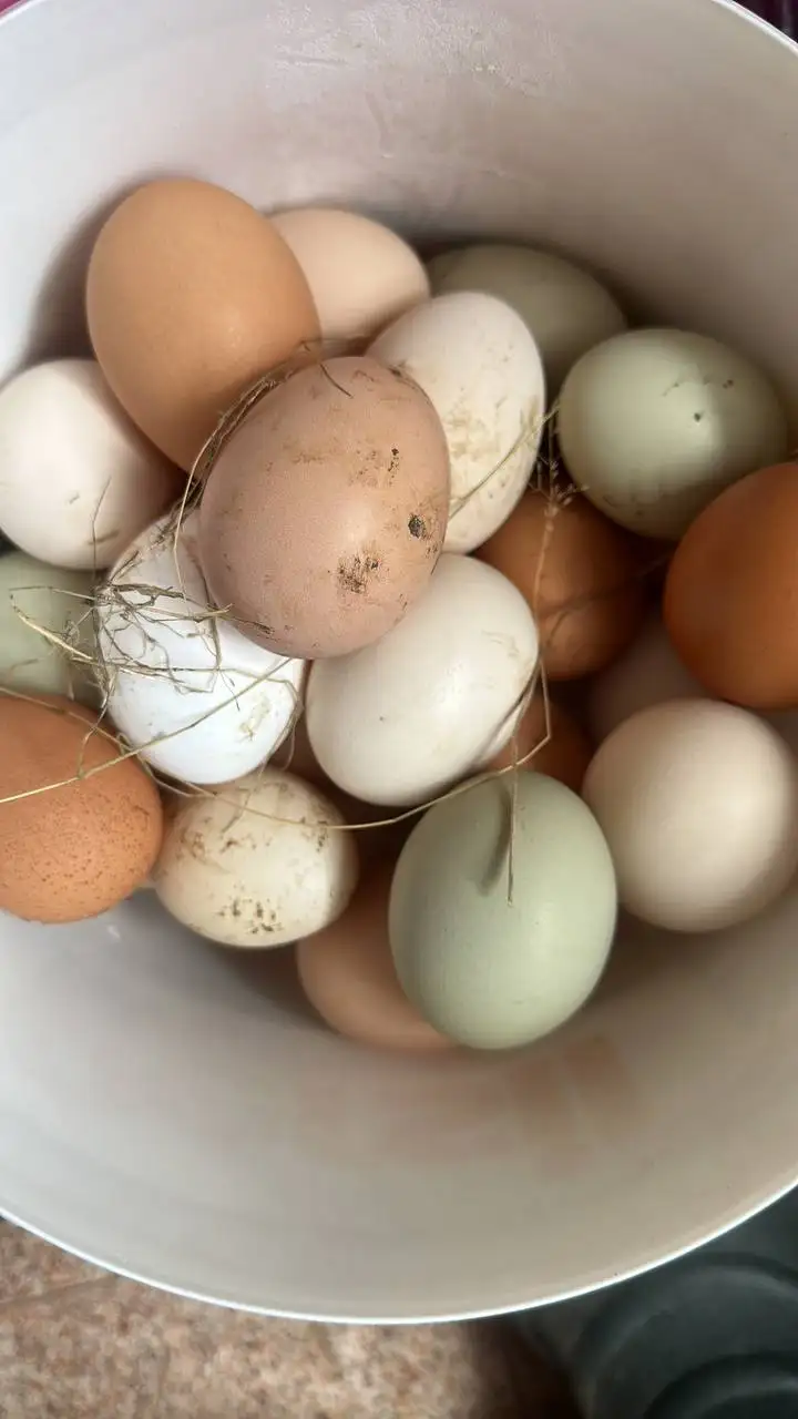 Продажа домашних яиц - Барахолка в Химки