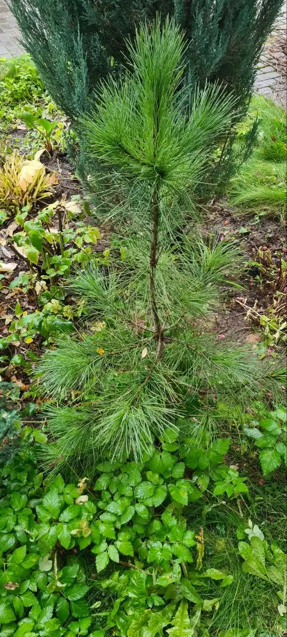 Продам сибирский кедр - Барахолка в Химки