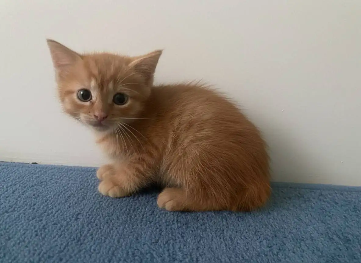 Поиск дома для котят в Химках - Кошки/котята (Животные) в Химки