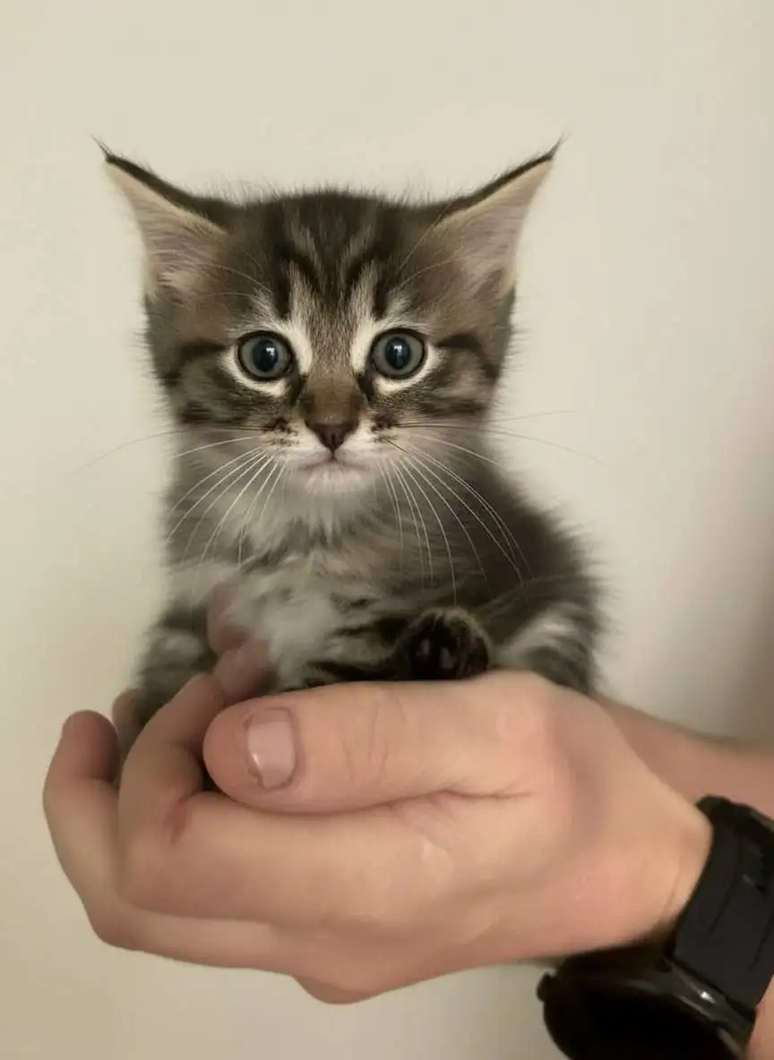 Поиск дома для котят в Химках - Кошки/котята (Животные) в Химки