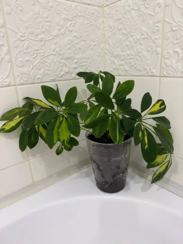 Продам шефлеру - частное объявление в Химки