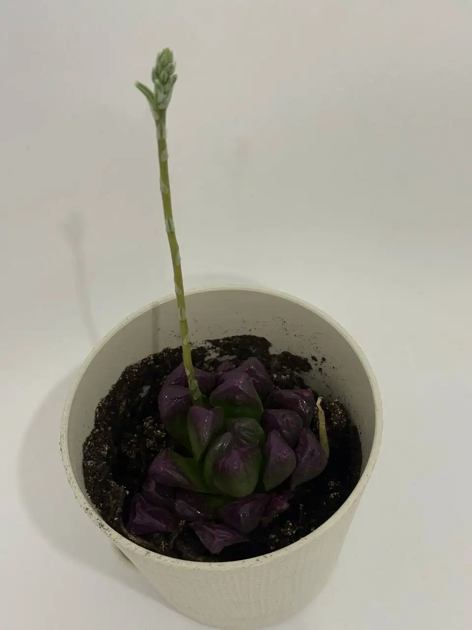 Продажа суккулента - Растения (Хобби и отдых) в Химки