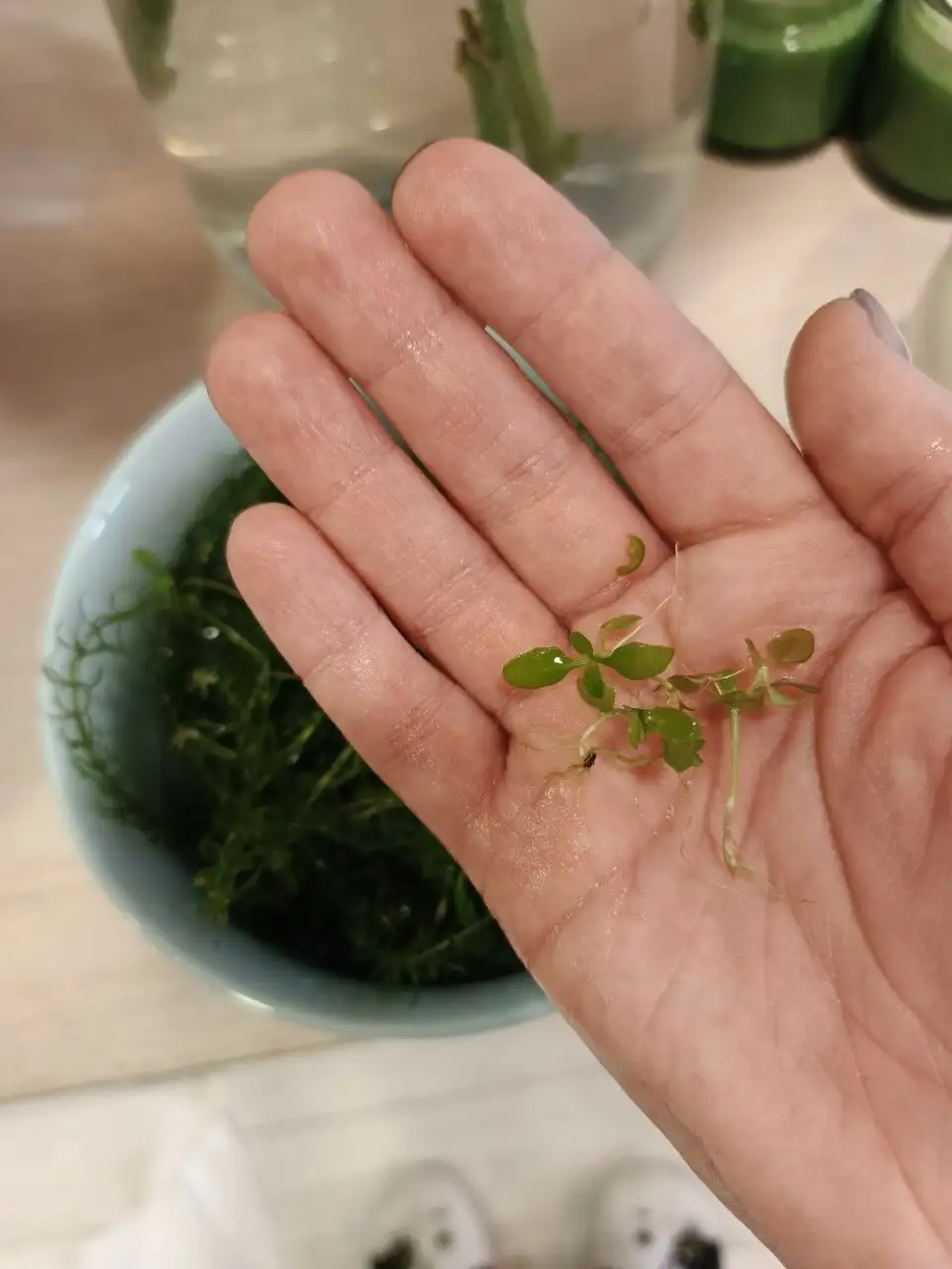 Отдам водоросли для аквариума - Аквариумистика (Барахолка) в Химки