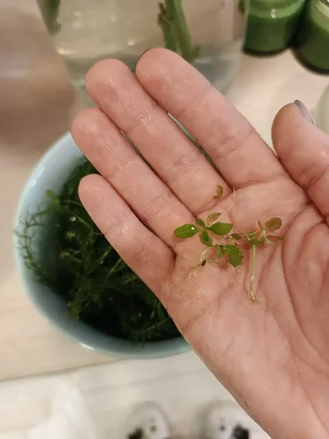 Отдам водоросли для аквариума - Ножи в Химки
