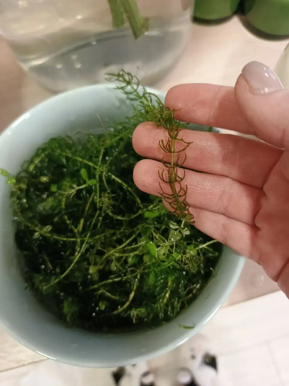 Отдам водоросли для аквариума - Аквариумистика (Барахолка) в Химки
