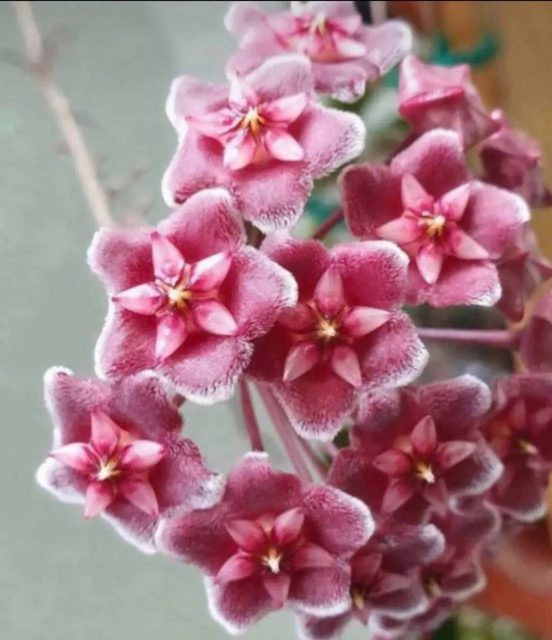 Хойя Pubicalyx Fresno beauty - Растения (Хобби и отдых) в Химки