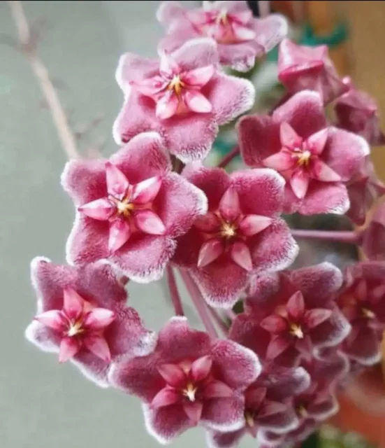 Хойя Pubicalyx Fresno beauty - частное объявление в Химки