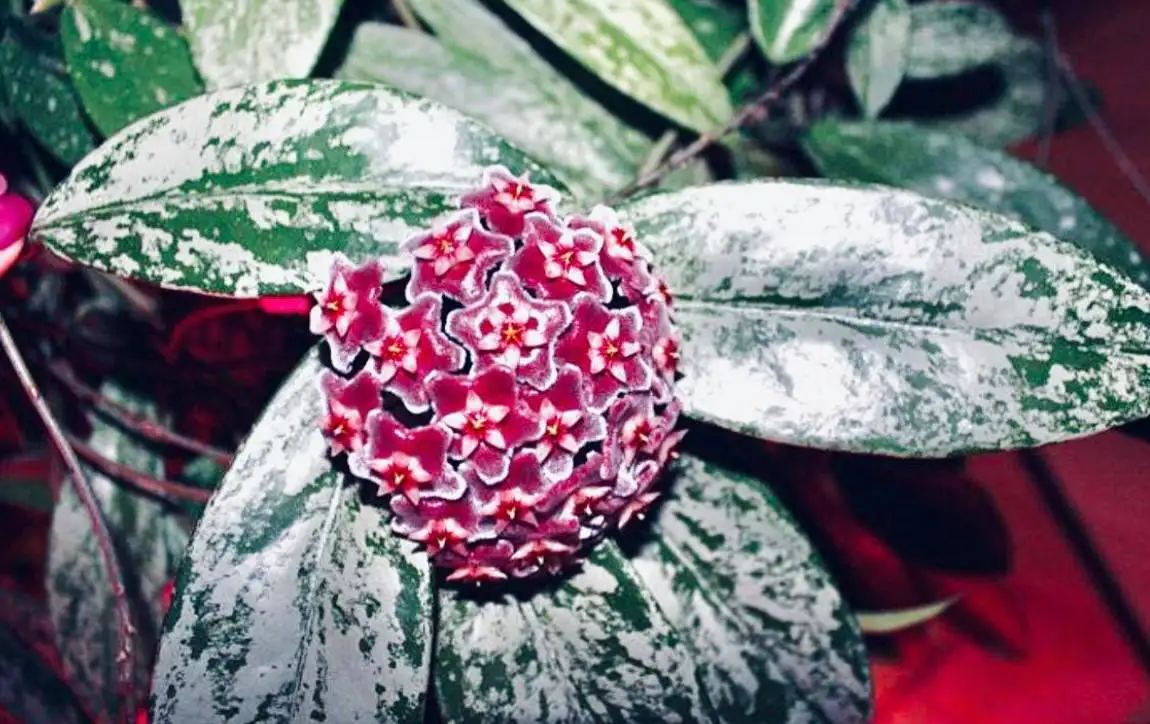 Хойя Pubicalyx Fresno beauty - Растения (Хобби и отдых) в Химки