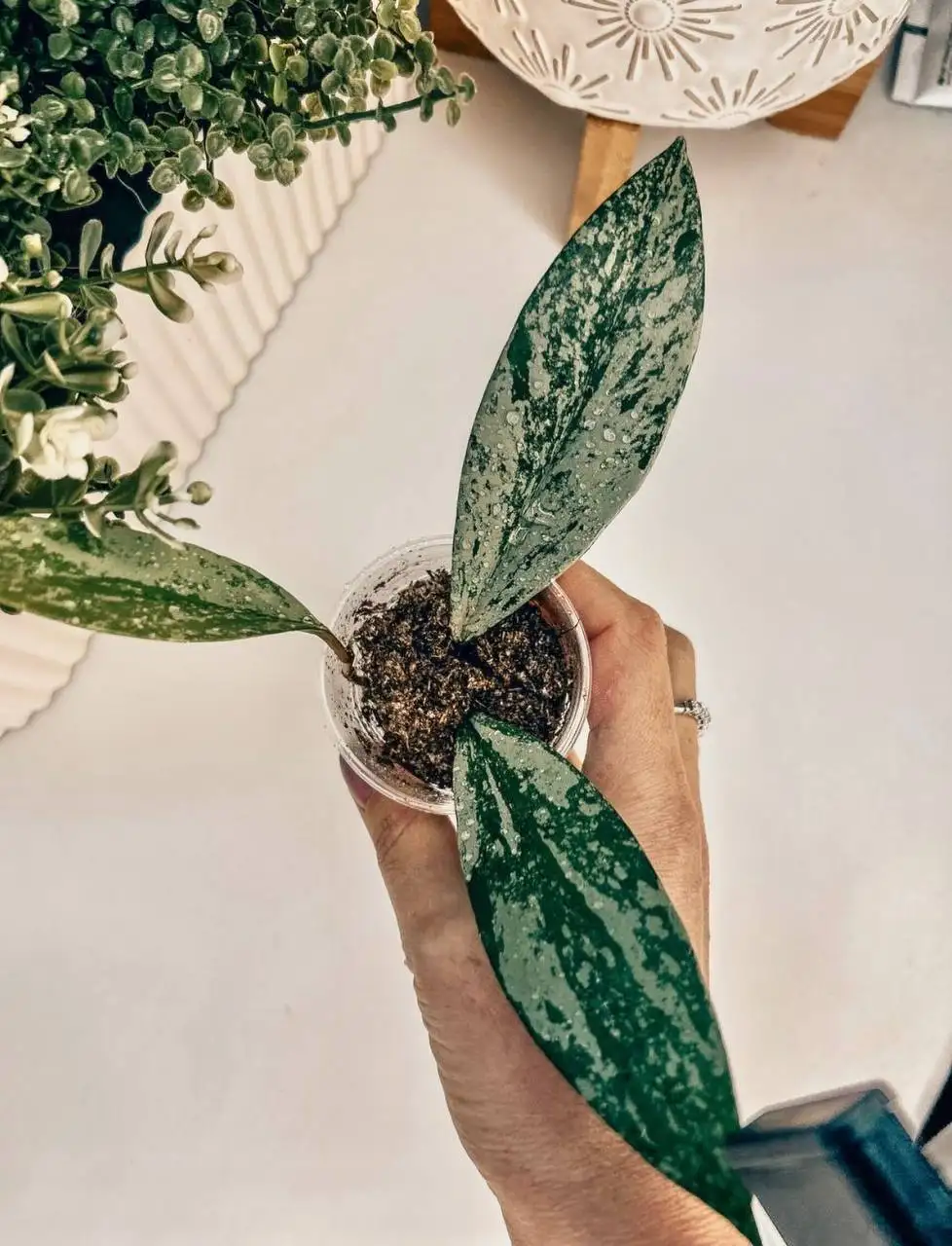 Хойя Pubicalyx Fresno beauty - Растения (Хобби и отдых) в Химки