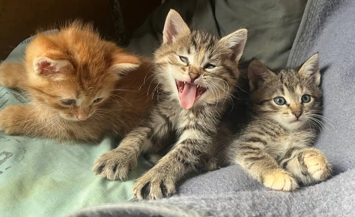 Котята в добрые руки - Кошки (Животные) в Химки