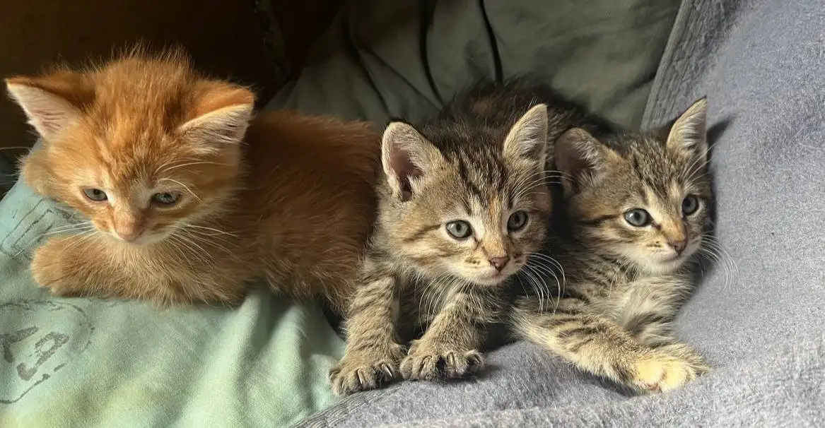 Котята в добрые руки - Кошки (Животные) в Химки