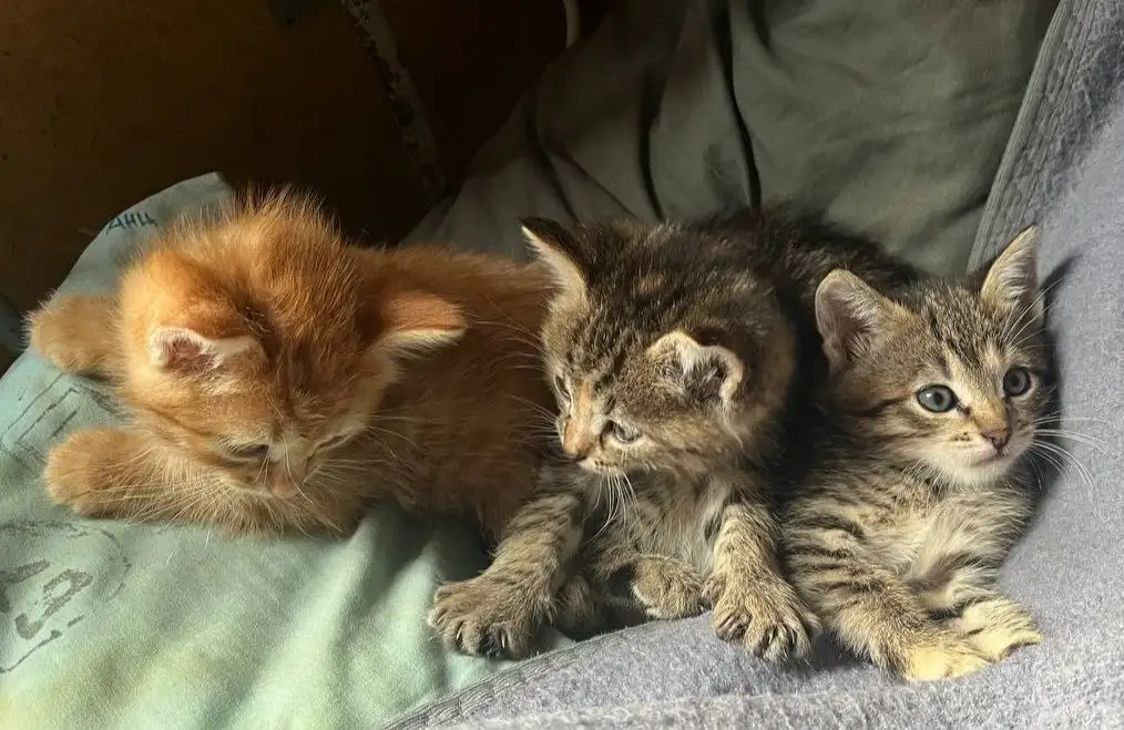 Котята в добрые руки - Кошки (Животные) в Химки