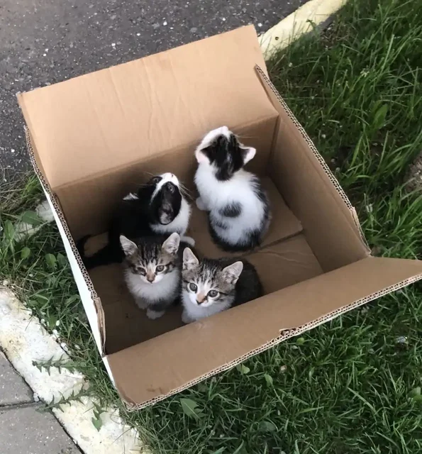 Котята ищут дом - Кошки в Нахабино
