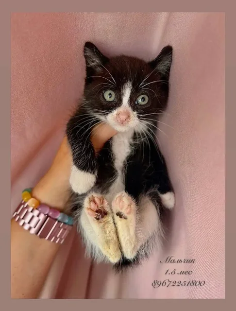 Котята в добрые руки - Бесплатно в Зеленоград