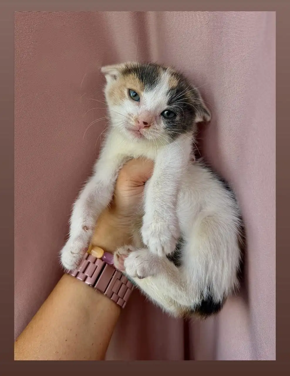 Котята в добрые руки - Кошки (Животные) в Зеленоград