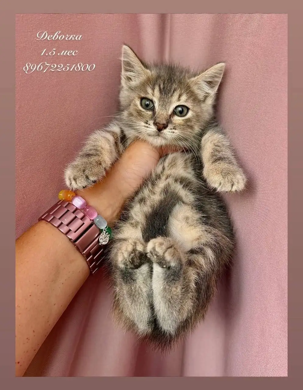 Котята в добрые руки - Кошки (Животные) в Зеленоград