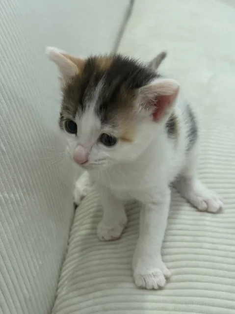 Котята ищут дом - Кошки в Москва