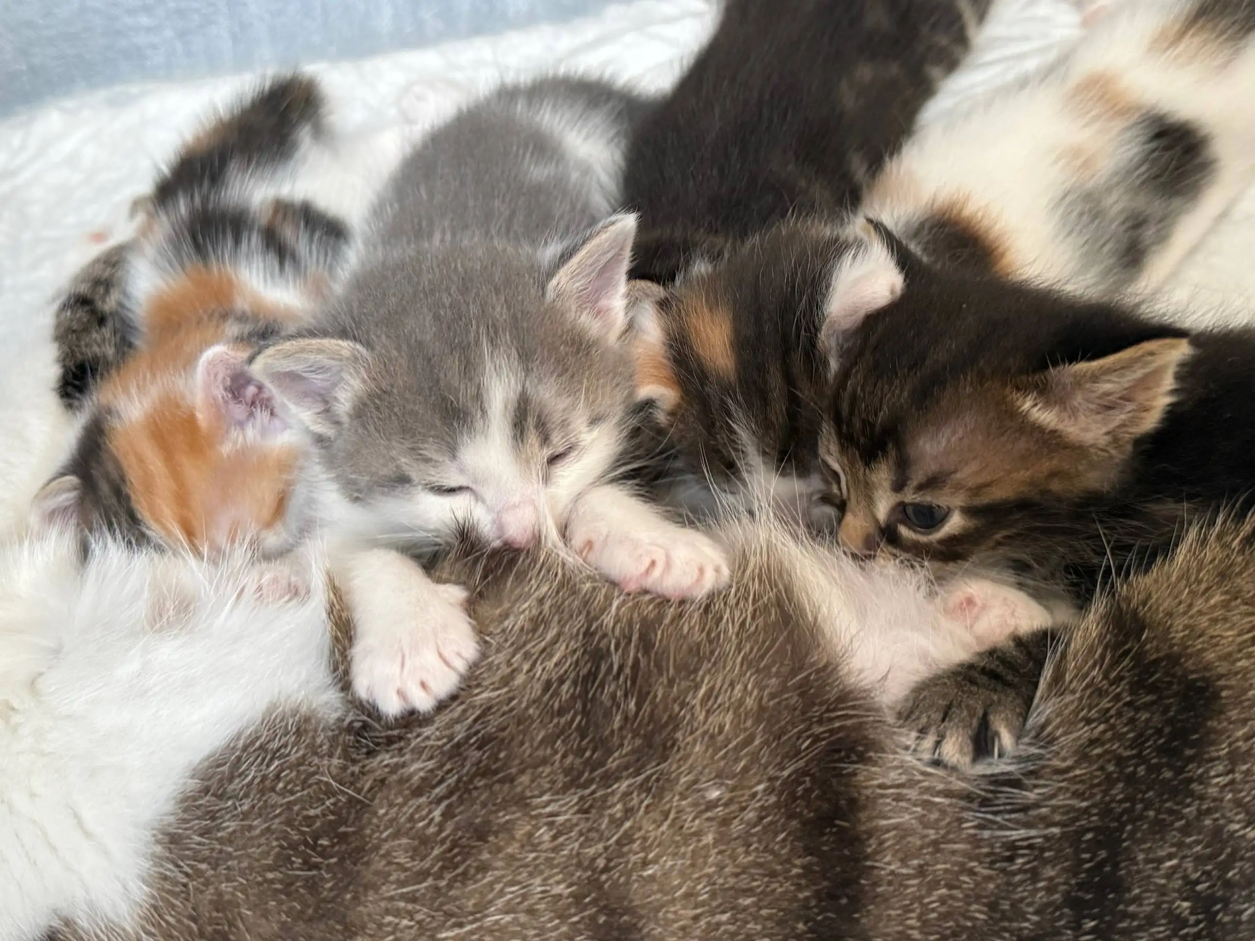 Котята ищут дом - Кошки (Животные) в Москва