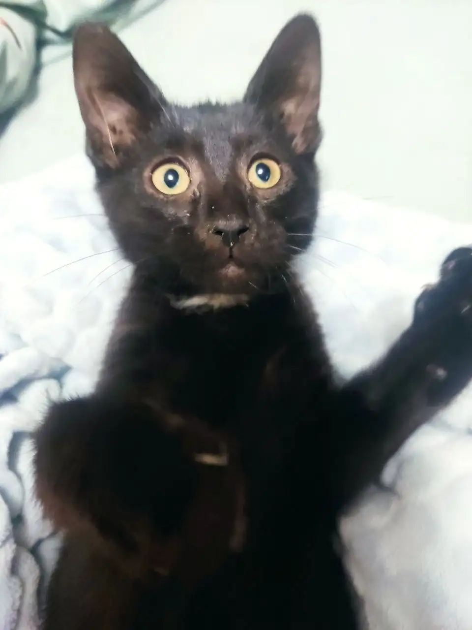 Ищет дом маленький котик - Кошки (Животные) в Химки