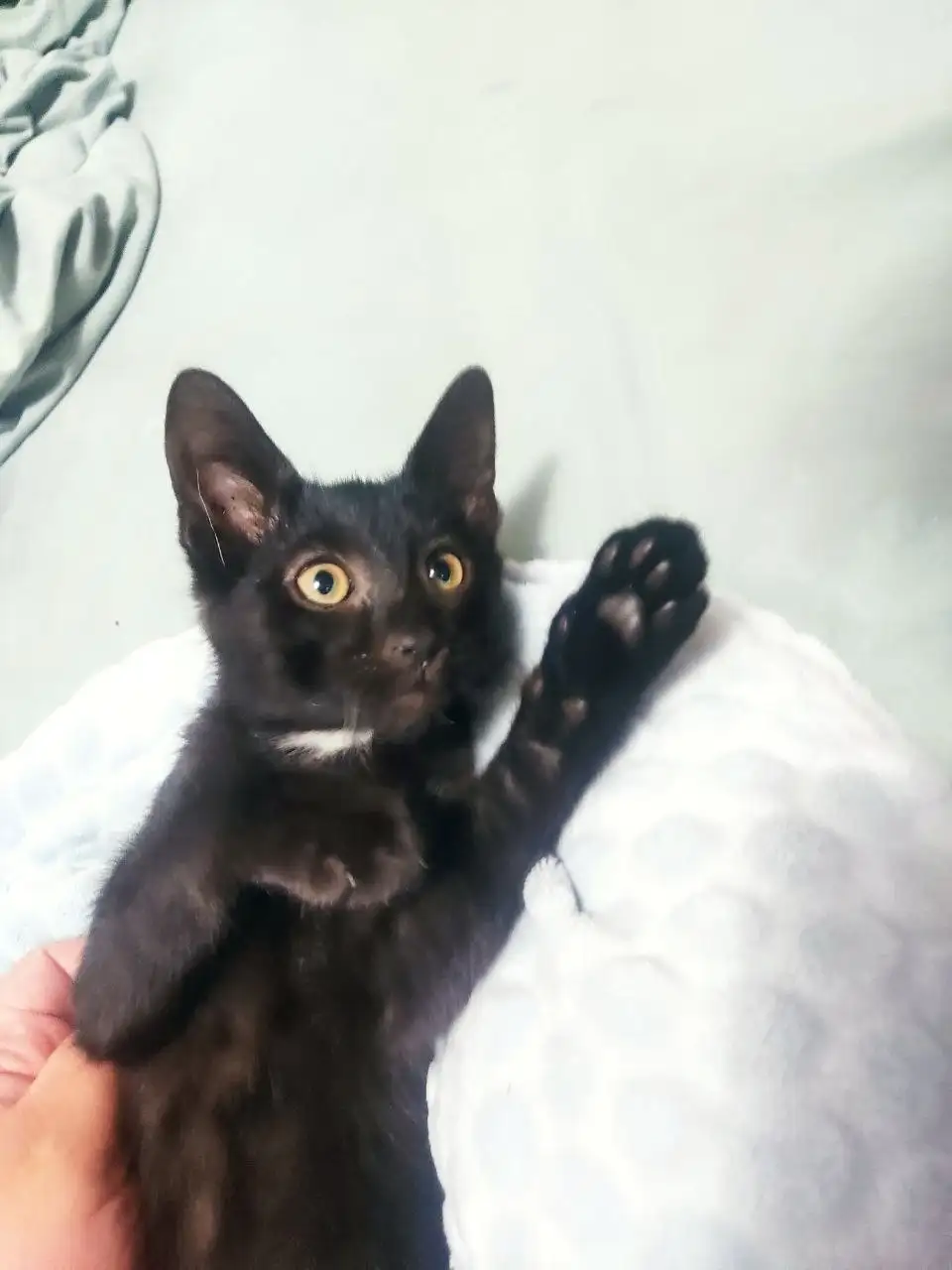 Ищет дом маленький котик - Кошки (Животные) в Химки