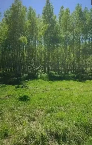 Продаётся участок 6 соток в берёзовой роще - Земельные участки в Александров