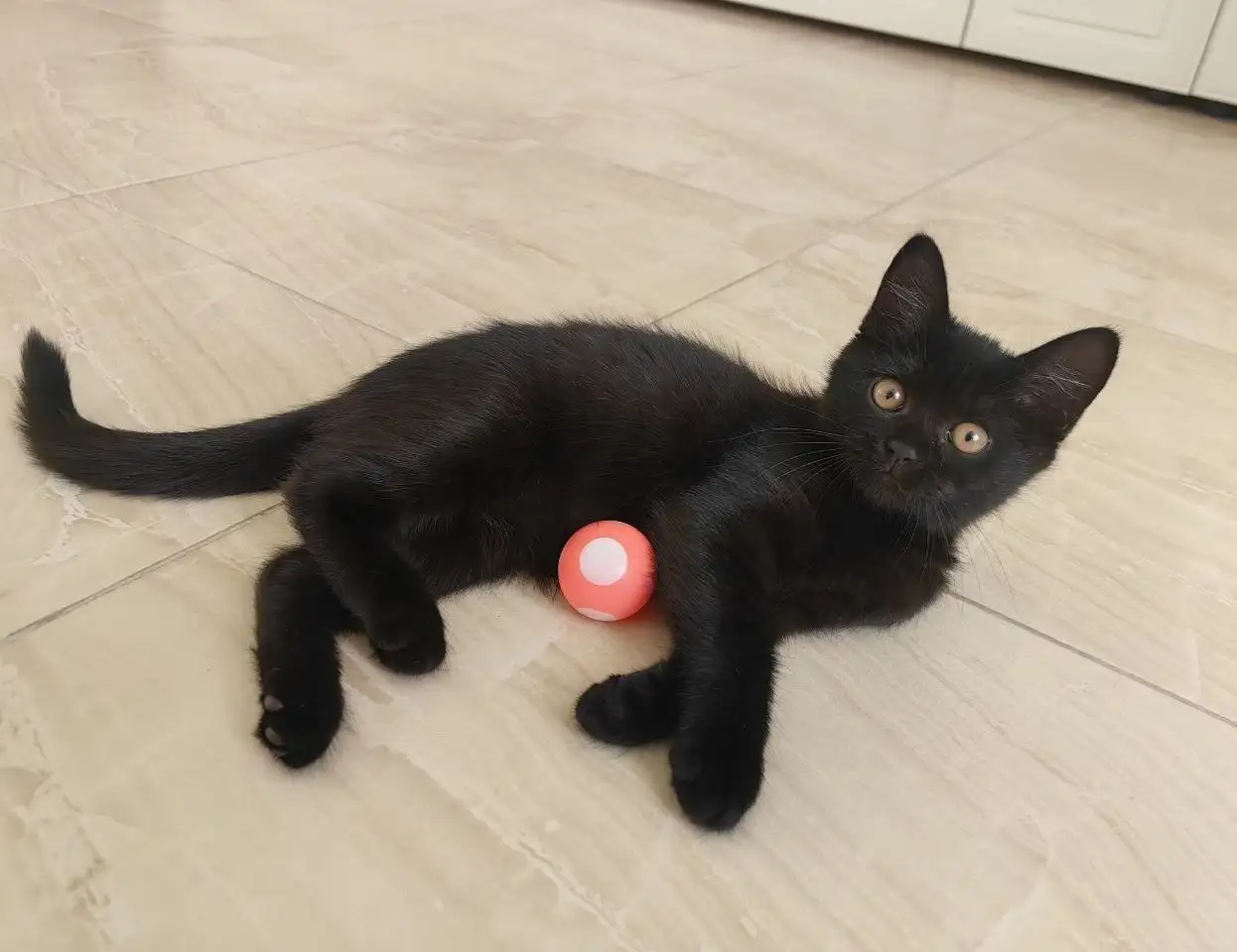 Отдам котенка Кристалл - Кошки (Животные) в Химки