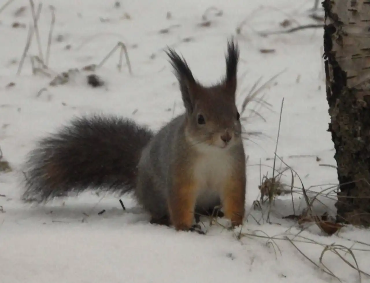 Смена шубки у ягринских белок