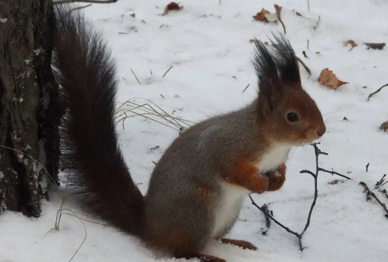 Смена шубки у ягринских белок