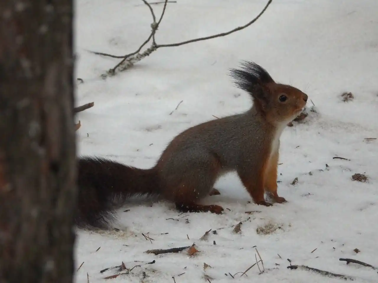 Смена шубки у ягринских белок