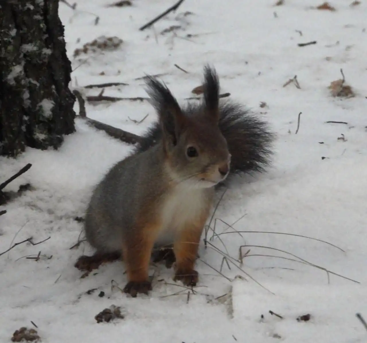 Смена шубки у ягринских белок