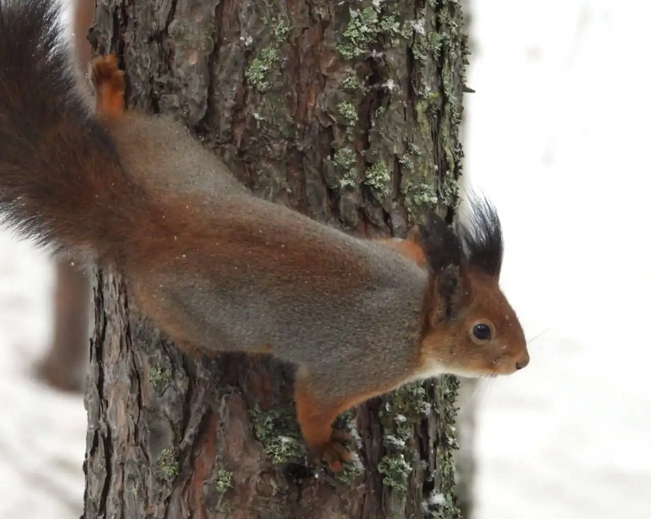 Смена шубки у ягринских белок