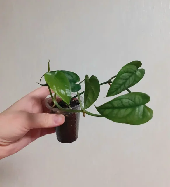 Продажа комнатных растений в Ижевске - частное объявление в Ижевск