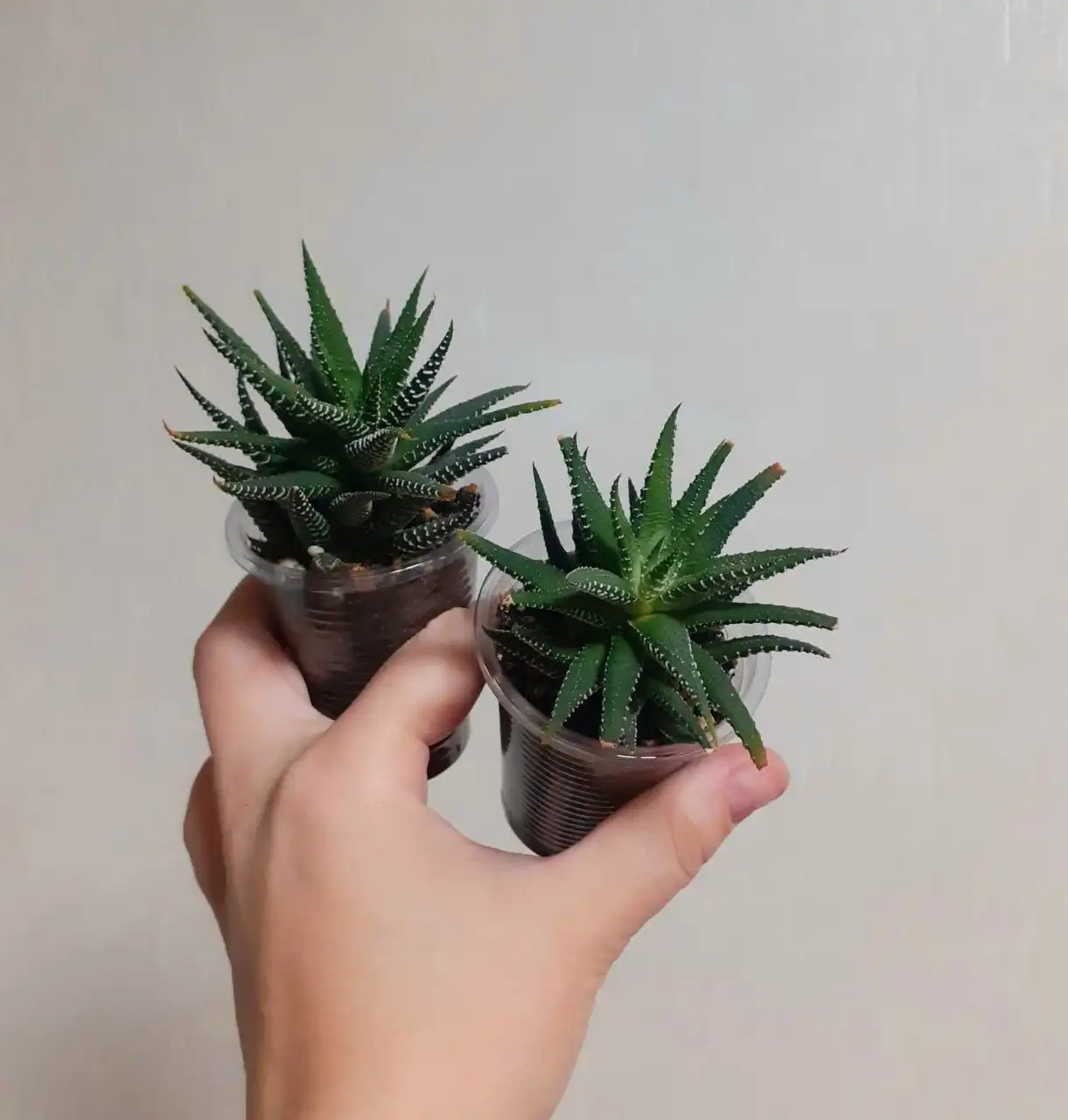 Продажа комнатных растений в Ижевске