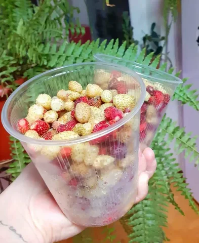 Земляника 0,5 л банка - частное объявление в Ижевск