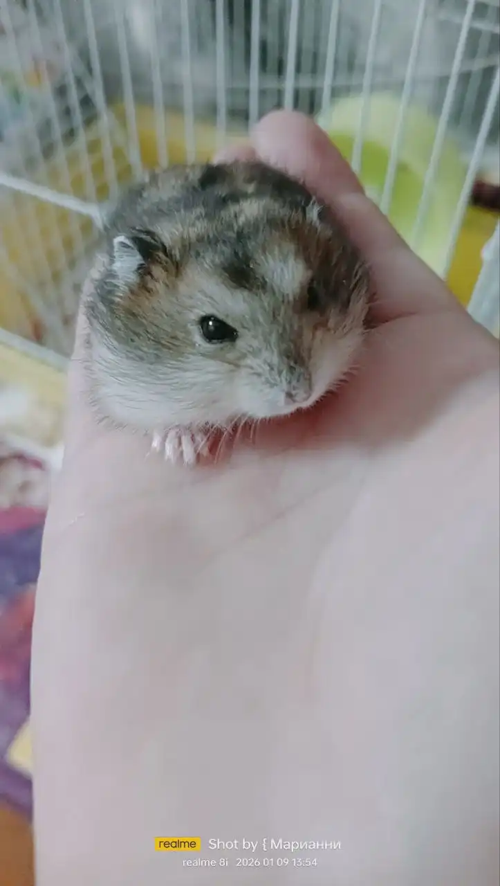 Хомячата в дар - Мелкие домашние животные (Животные) в Ижевск
