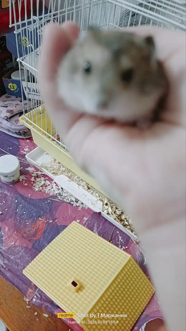 Хомячата в дар - Мелкие домашние животные (Животные) в Ижевск