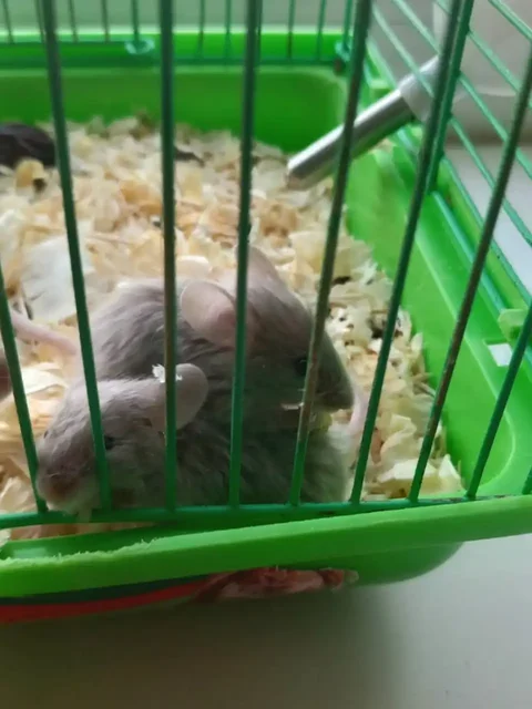 Продажа сатиновых мышат - частное объявление в Ижевск