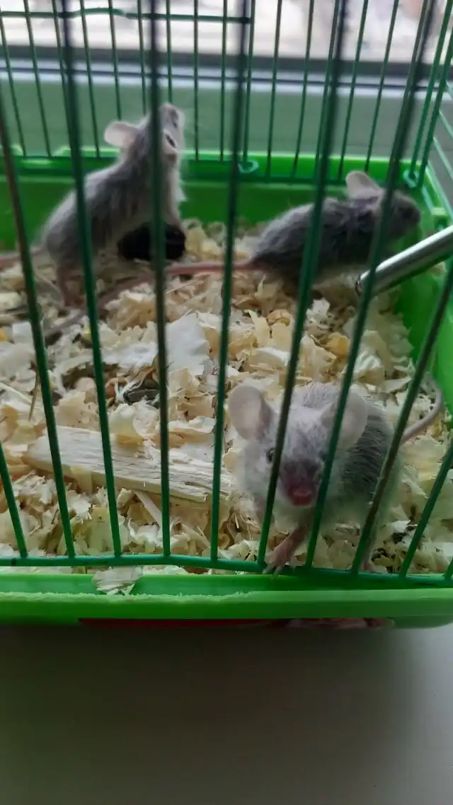 Продажа сатиновых мышат