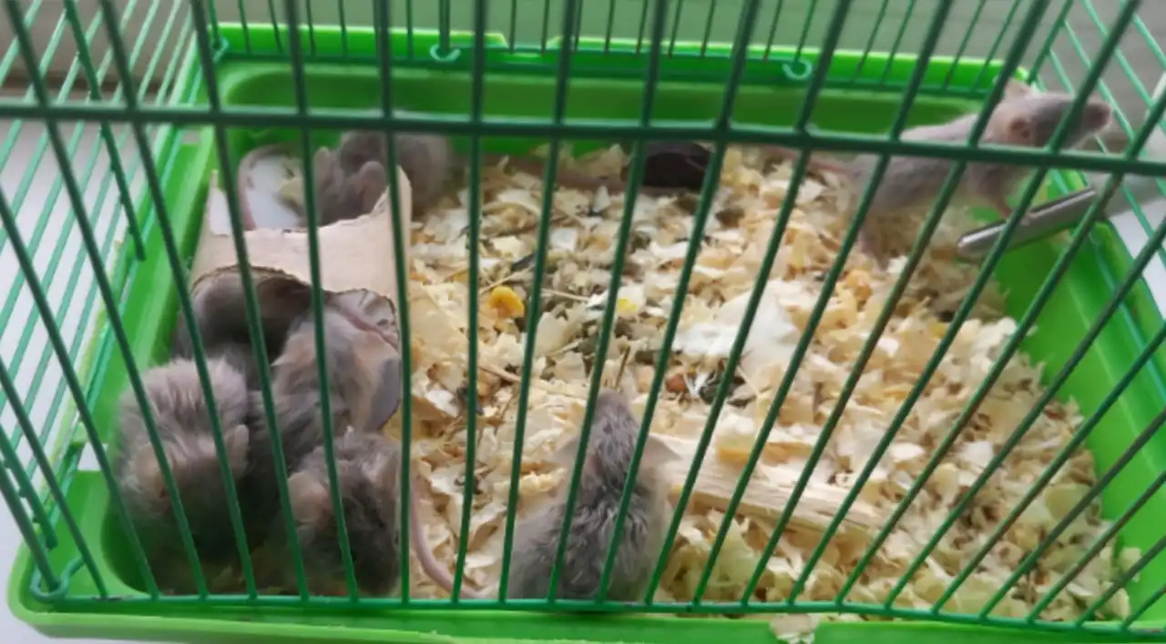 Продажа сатиновых мышат