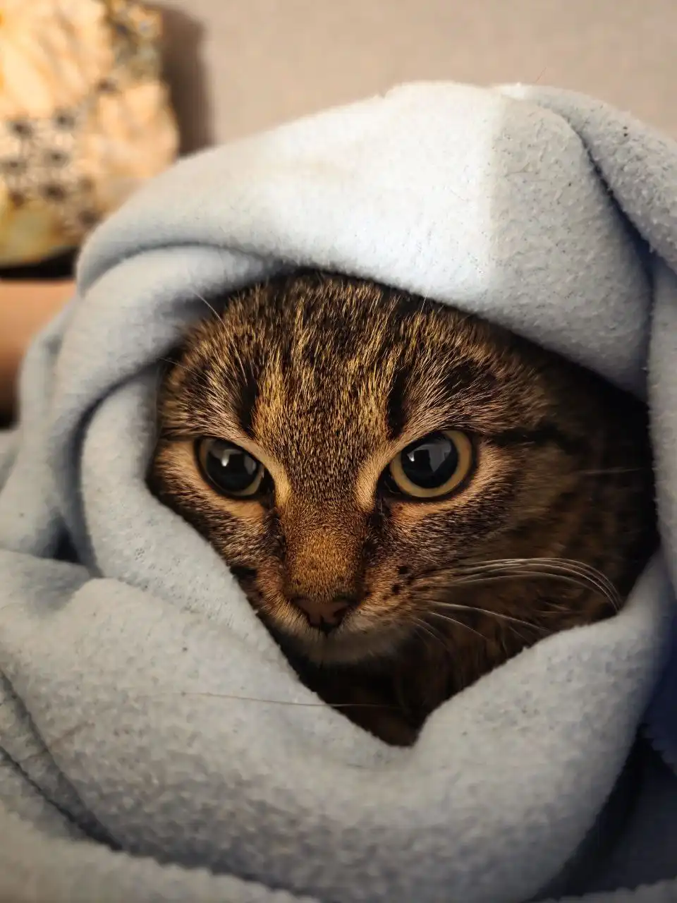 Отдам котенка в добрые руки - Кошки (Животные) в Ижевск