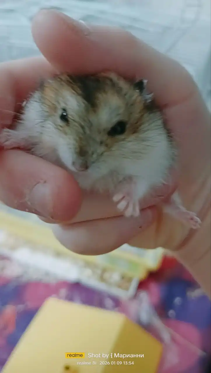 Хомяки бесплатно